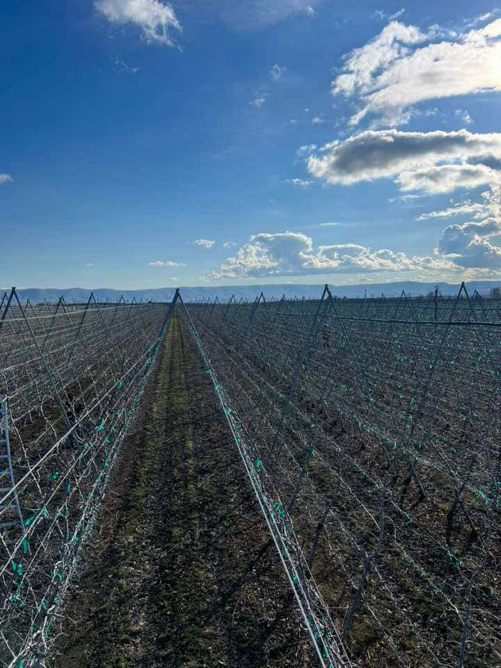 Lupita sent this photo sharing her panoramic view from the top of a 12 foot ladder as she prunes the trees. She says she earns 90 cents per apple tree. #WeFeedYou