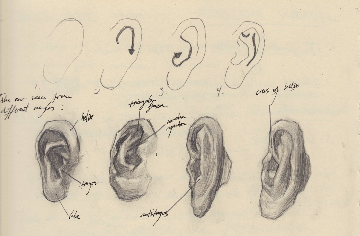 anatomy stuff 