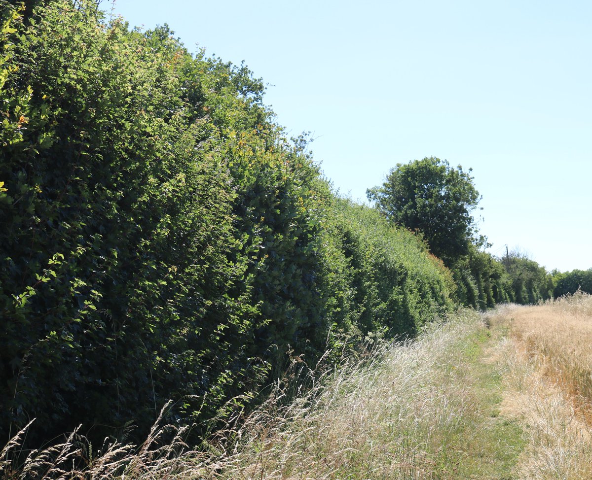 Redrow also destroyed this species rich mature native hedge in #SilverEnd #Essex
An ecologist consultancy wrote a report saying it was dying.
370 metres of important habitat that supported birds, bats and butterflies.
Gone.
