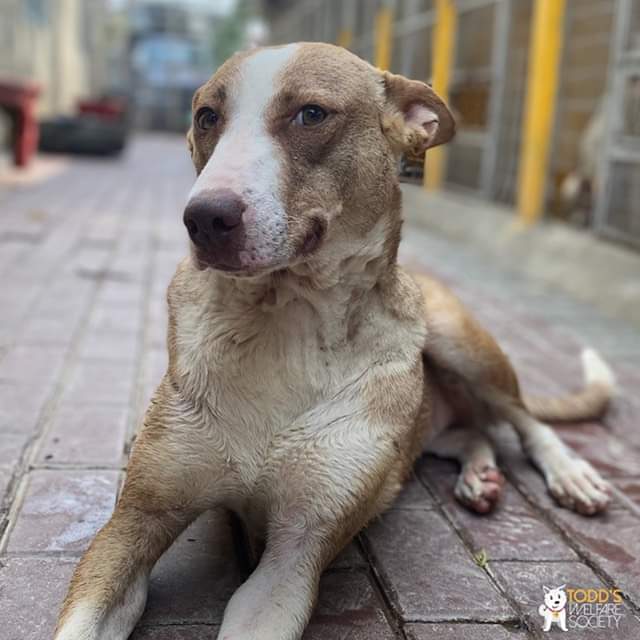 tws_pk2's tweet photo. When in doubt, paws and reflect! ๐พ๐ค
- featuring Proton๐
#pawsandreflect #thoughtfultails #AdoptDontShop #adoptme #pawspective #tws #animalrescue #lahoreanimalrescue #toddswelfaresociety https://t.co/BqjEexai0H