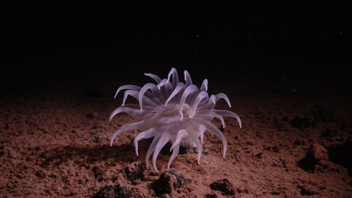 Just seen this anemone at 4100 m depth in the Pacific Clarion Clipperton Zone #smartexccz @NOCnews