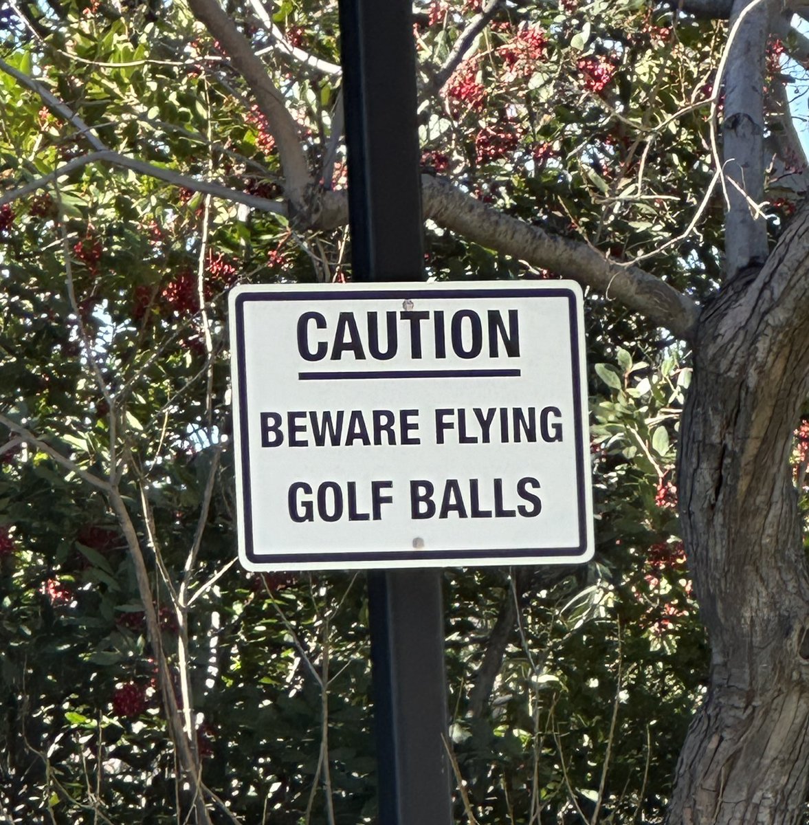 Sarah Guzzardo tweet media