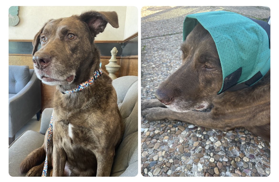 We started the day at the vet with an ear hematoma…$500 later we left with a very expensive bonnet #dogslife #vetbills