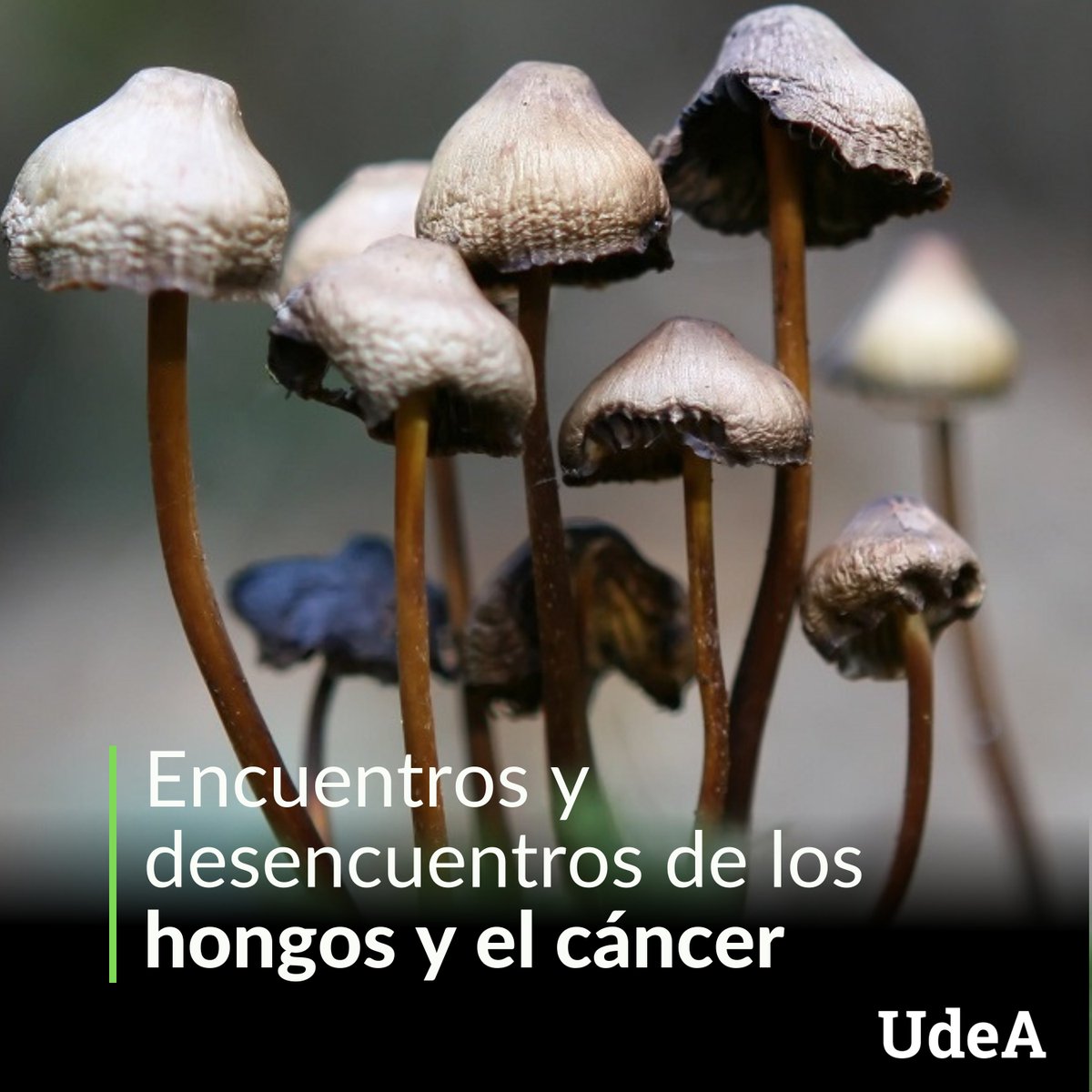 UdeA's tweet image. 🍄¿Qué relación tienen los hongos con el cáncer en los humanos? Investigaciones en Estados Unidos e Inglaterra demuestran que esa relación es muy estrecha. 

📌 En el #PeriódicoAlmaMater conversamos con investigadores #UdeA para profundizar en el tema 👉 bit.ly/Hongoscancer-p…