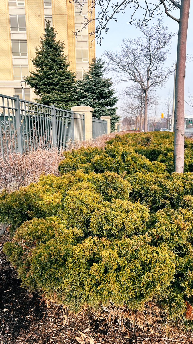 ImeldasArt1's tweet photo. My neighborhood 📸#ThursdayMoood 🚶♀️ https://t.co/jMtxEKo8Lp