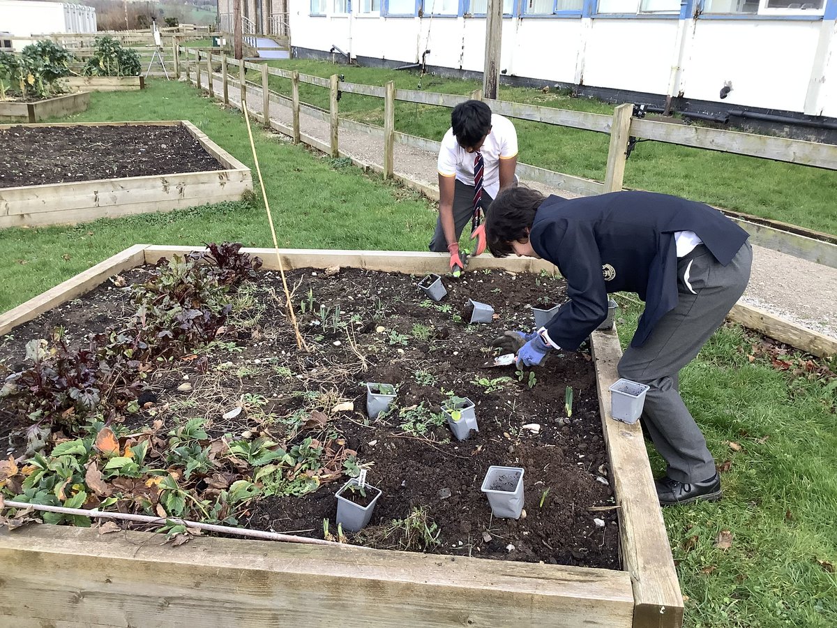 Planting strawberries @RuthinSchool #foodgrowing @Keep_Wales_Tidy