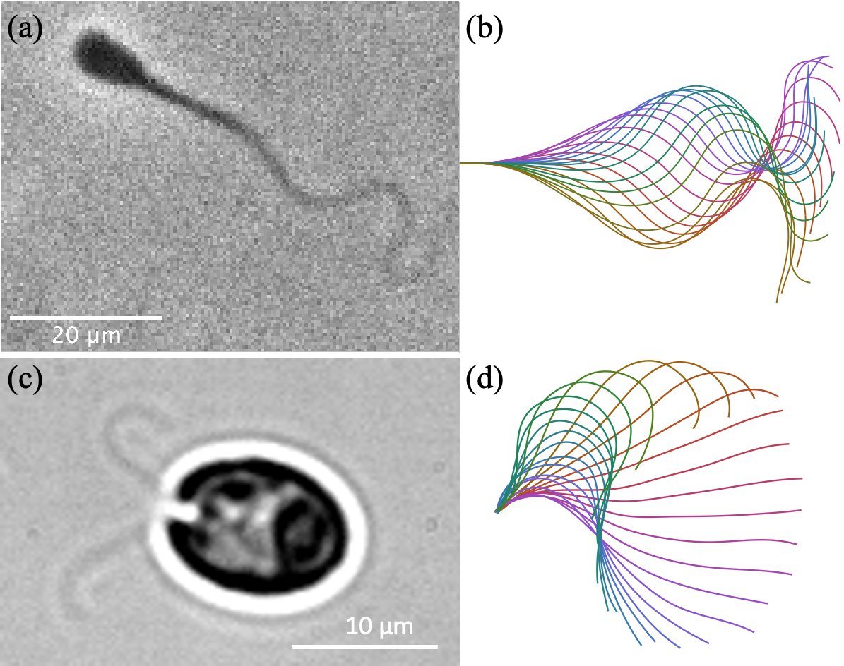 micromotility's tweet photo. Machin (1958) theorised that planar waveforms of eukaryotic #flagella cannot be produced by boundary actuation alone (https://t.co/H9xnYbg9wA), 
BUT what if we can tune the bending stiffness? 🧐

All revealed in our new work led by @ClementYMoreau @bj_w95 
https://t.co/Z0yZH55Ujw https://t.co/pJEiY7O1p7