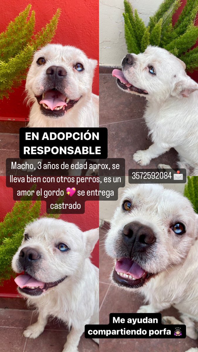 Viiqi15's tweet photo. COMPARTAN PORFA!!!! 
Así me ayudan a encontrarle un hogar a este gordo ♥️♥️ https://t.co/I1l4Nfgsct