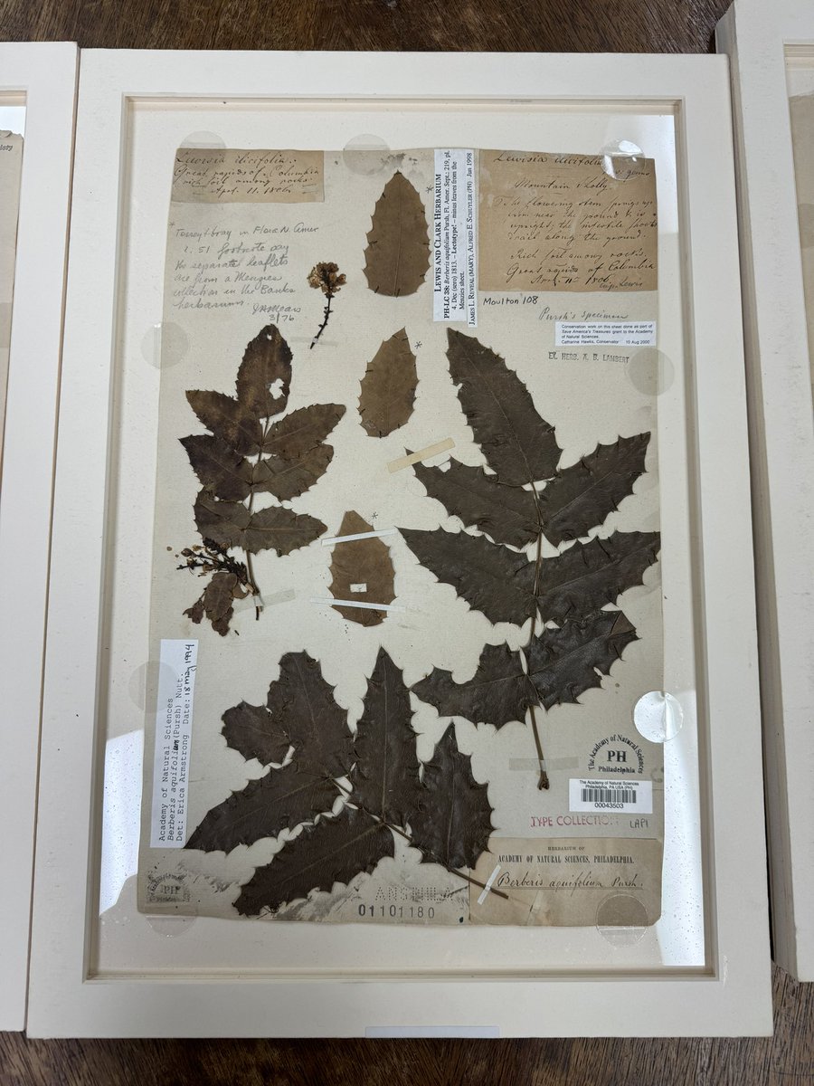 Amazing behind-the-scenes tour of plants from the Lewis & Clark expedition given by the incredible Chelsea Smith (collections manager at the @AcadNatSci herbarium, Philadelphia). Go in 2026 for a collaborative exhibition reconnecting the plants with the indigenous people