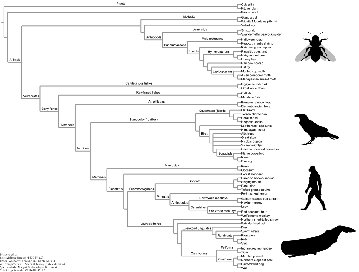 synapsidnotes's tweet image. We heard that the #2024MMM bracket dropped? You know what that means: phylogeny time!