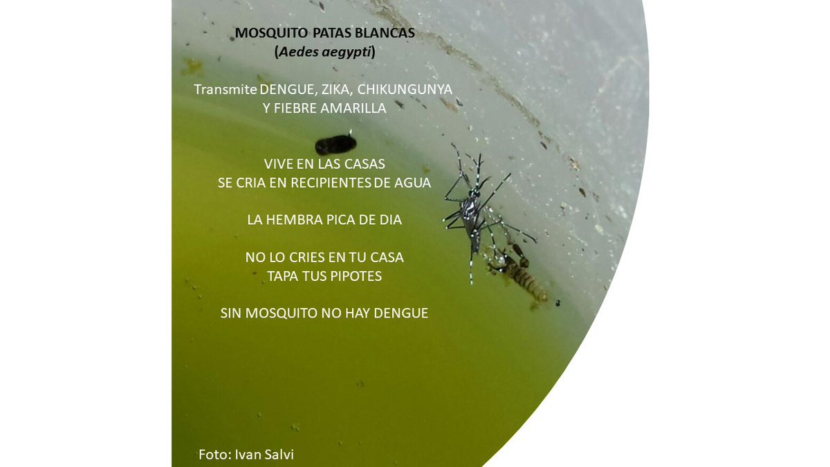 mgrillet's tweet photo. Sabias que…….El dengue, es una infección febril causada por un virus y transmitida por picadas del mosquito patas blancas https://t.co/9Pyd6weOuY