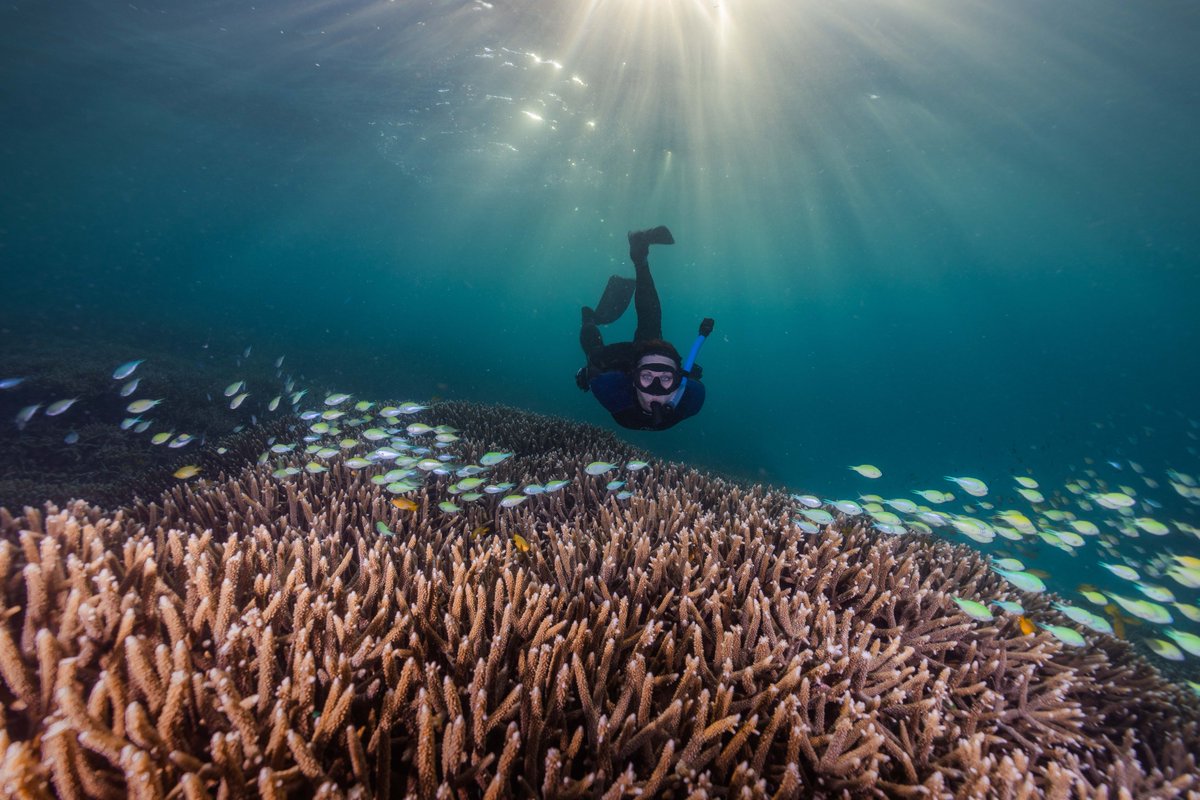 🌊🐟 New paper in @OxfordBib explores how #ClimateChange is reshaping #fish #biodiversity #ecosystems. Unveiling patterns from cellular to community levels, we highlight urgency for conservation. #FishEcology 🌍🔬 Read here: tinyurl.com/mvmuz43y 📸 by @harriet_spark