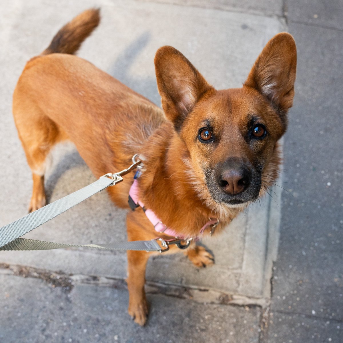 thedogist's tweet photo. Riley, German Shepherd mix (6.5 y/o), Thompson &amp; Prince, New York, NY • “I got her in Hong Kong when we lived there. My daughter volunteered at a rescue shelter, and came home with her. She’ll drag me into the coffee place every day – even if I don’t want one, we’re going in.” https://t.co/Q3vef2cUpY
