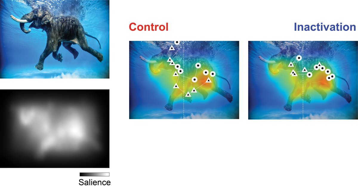 Tatiana Engel tweet media