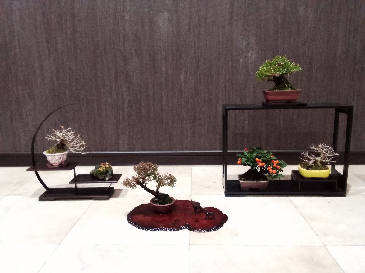 盆栽工房 春嘉 (@nMH0VBPCY5CwFiQ) / Posts / X