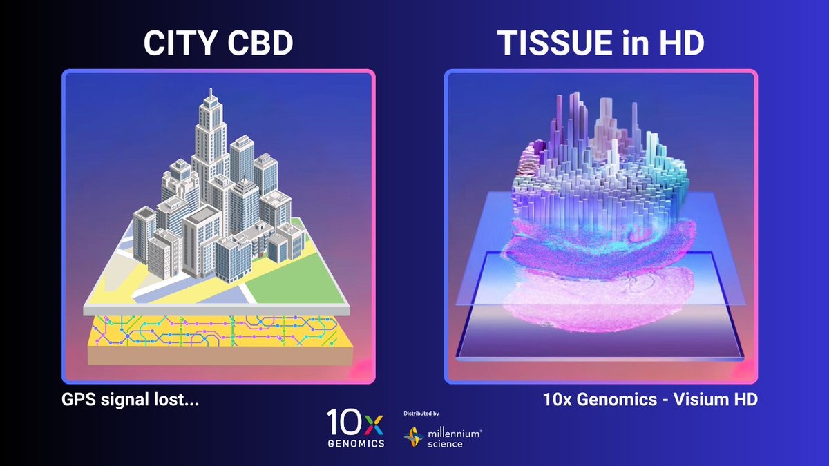 Ever lost the GPS signal??? You can’t get lost in the #tissue complexity with @10xGenomics #VisiumHD!

Complex landscape of life preserved in a tissue section mirrors bustling avenues and vibrant alleys of a city. Just as the city's buildings stand tall, each transcript in the