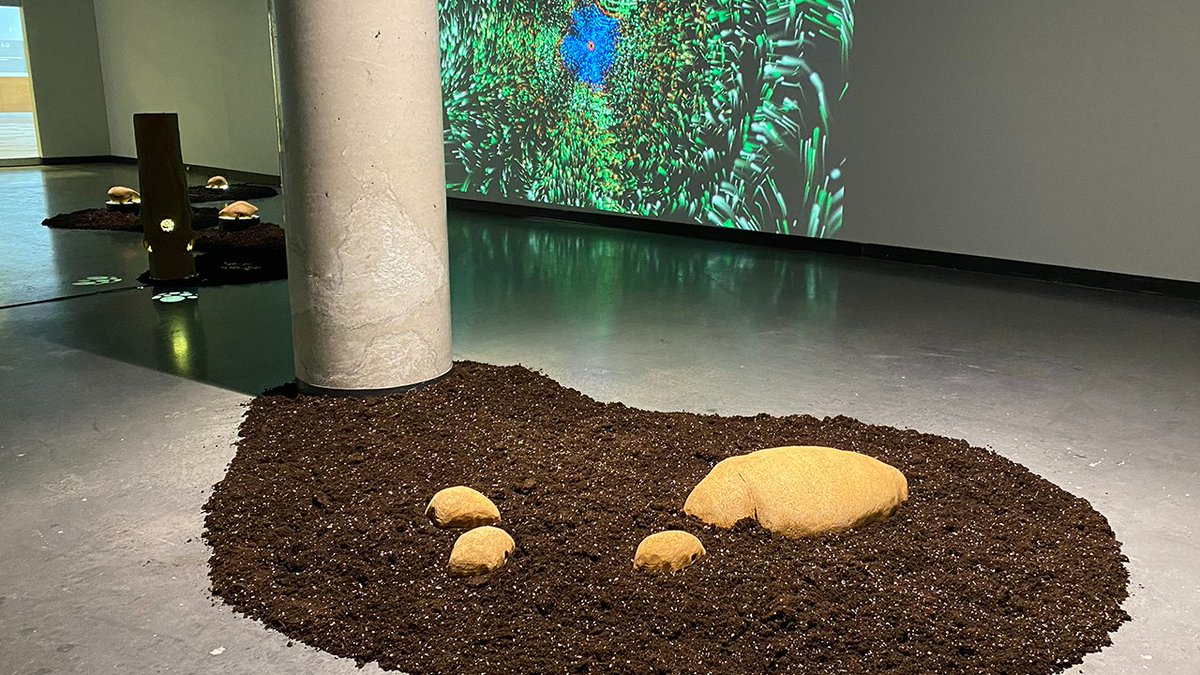 JaneTingley's tweet photo. Foresta-Inclusive:(ex)tending towards is almost ready for the opening on Sunday Feb 25th from 1-3pm in Ottawa at the Shenkmen Art Centre at the School of Art Gallery Orèans. https://t.co/LSkQHUbYSo