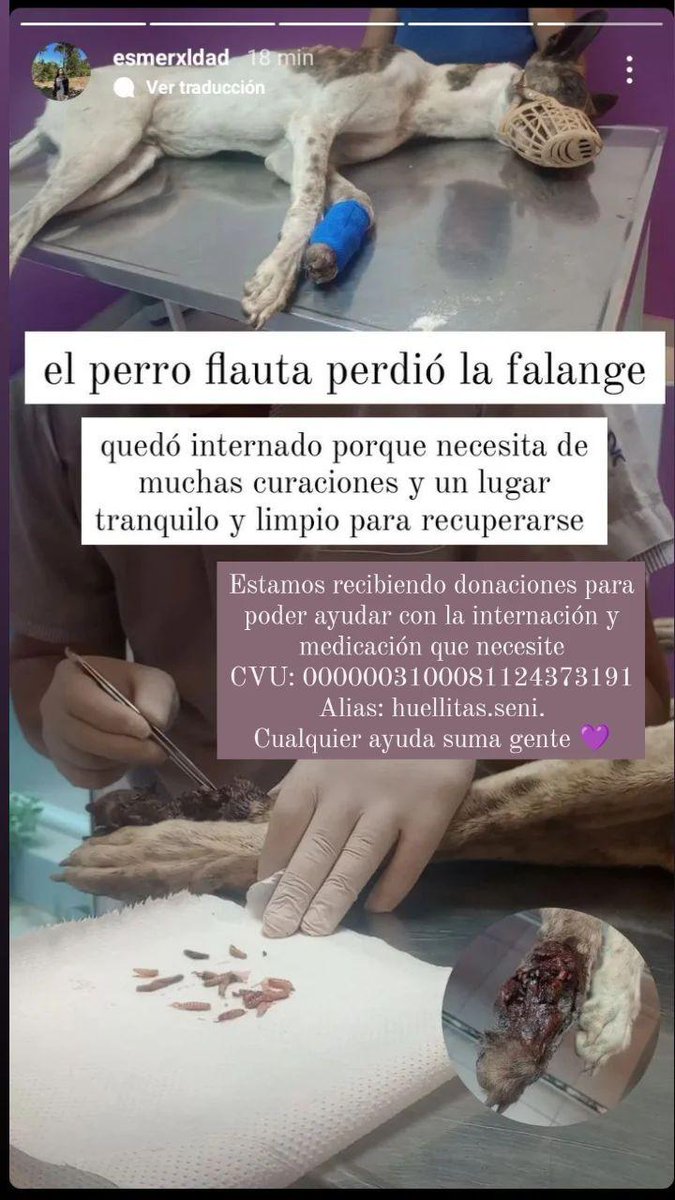 Quiero compartir por todos lados si es posible. Ayudemos a perro flauta!!!
Compartan para que pueda llegar a más gente por favor 💜