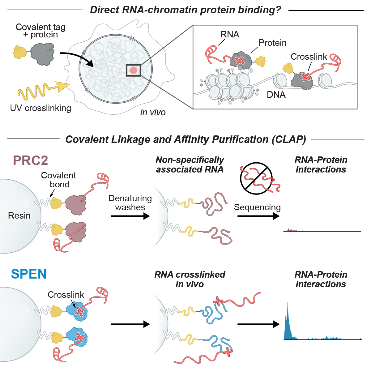 PRC2 is reported to bind RNA. Yet, genetic experiments have raised serious questions about their functional relevance. Our paper revisits the biochemical evidence supporting widespread PRC2-RNA interactions and finds that many of these do not occur in vivo.…