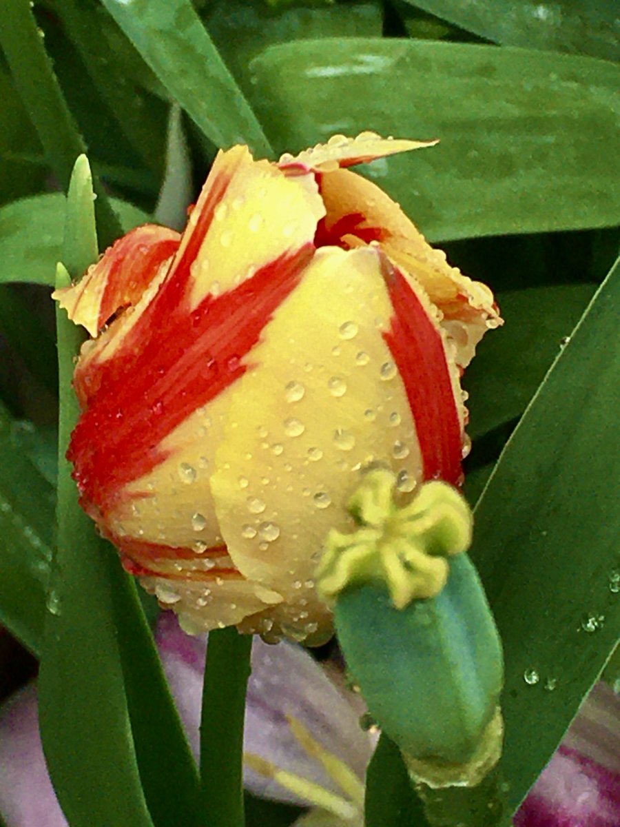 caputmundiHeidi's tweet image. Last of the rain for a few days ♥️
#SanFransisco Bay Area

#California 💛