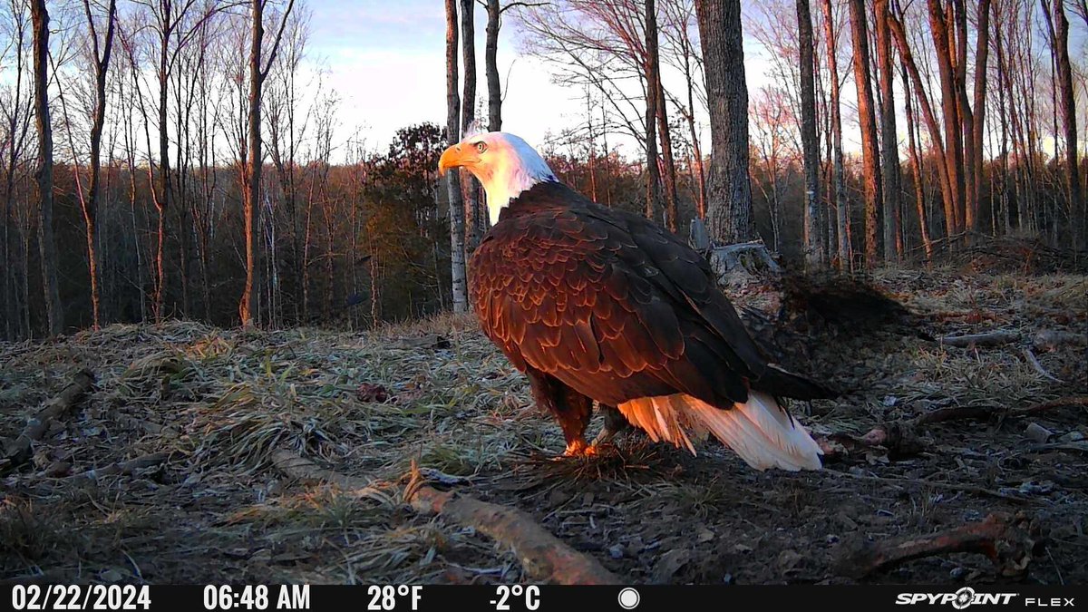 Early Riser

#thursday #thursdayvibes #thirstythursday #trailcamera #trailcam #woods #fall #winter #bird #birds #eagle #baldeagle #spypoint #whyispypoint #trailcam #trailcamera @SpypointCamera #winter #instagram #uppermichigan #upofmichigan #michigan