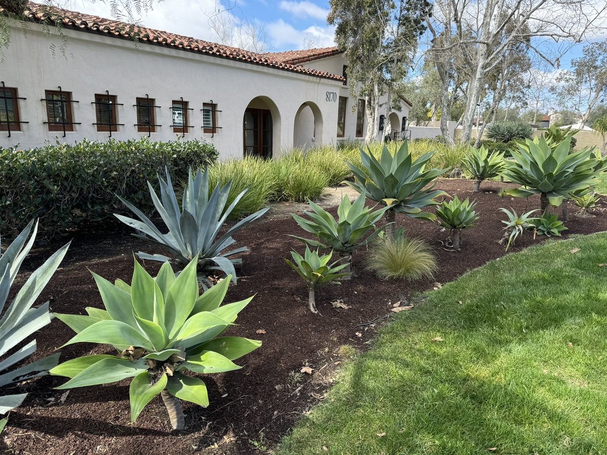 TCaranci's tweet image. Great job by the golf maintenance team this week working on freshening up The Hacienda.