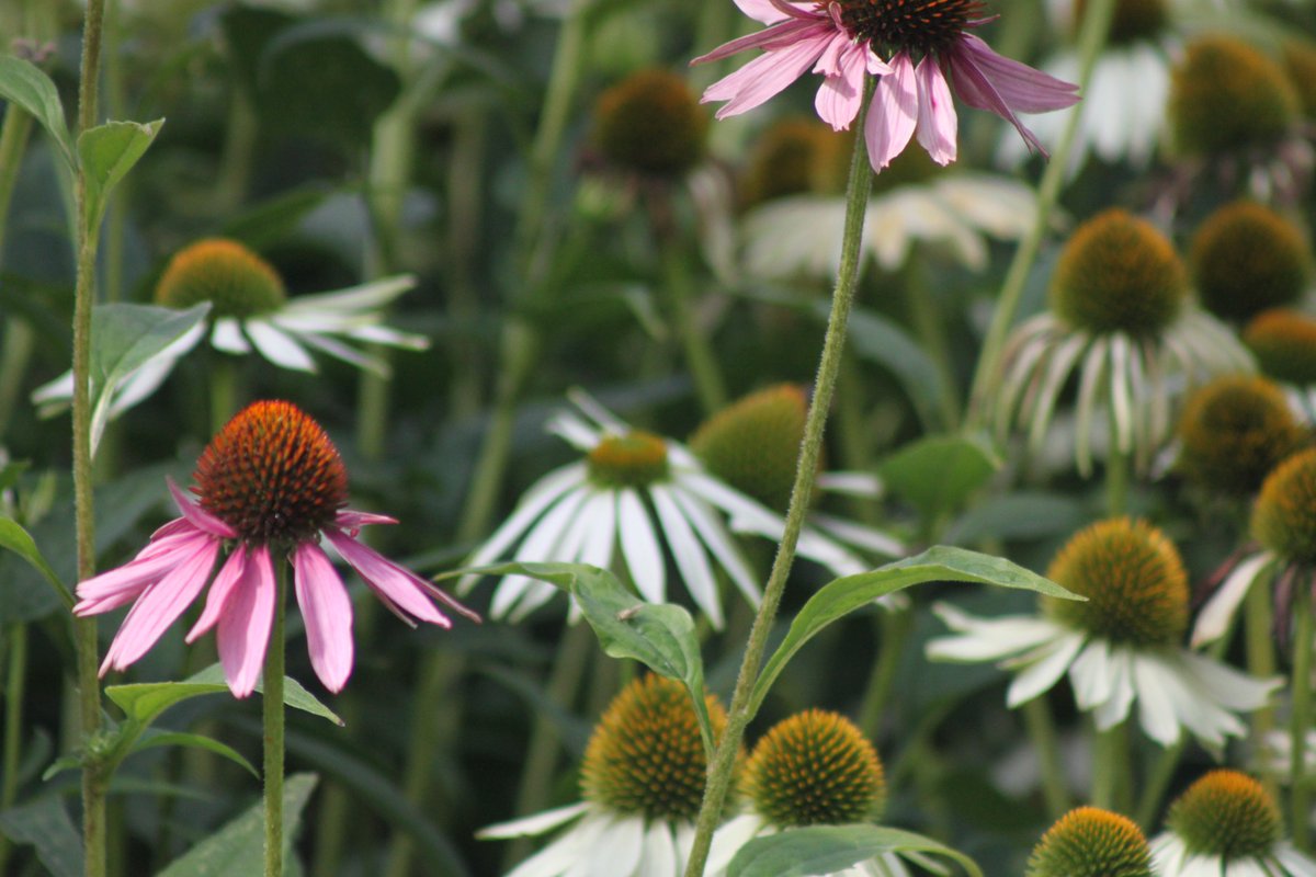 #photography #35mm #nature #flowers #coneflowers #sunshine #walking #parkwalks #parkgarden #autumnlastyear #september2023 #unitedkingdom