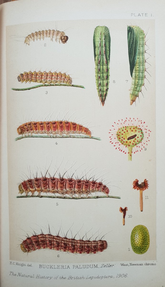 The life history of the sundew plume moth Buckleria paludum is the subject of the sole colour plate in J W Tutt's unfinished (and over-ambitious) Natural History of the British Lepidoptera).