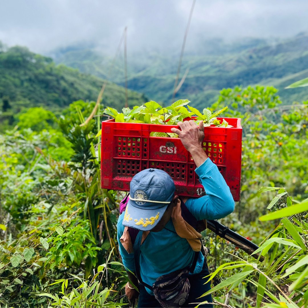 While tree planting has become the global standard to help combat #climatechange, it alone is not enough. Learn more about why there is a need for #LandscapeRestoration and how you can become a part of the collective effort, here: edenprojects.org/stories/why-is… #generationrestoration