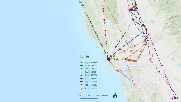 BayNature's tweet photo. The Hills Have Ears
New radio towers are bringing a sea-change in #wildlifetracking.
https://t.co/IOCFWjzAiM
🖊️ Anushuya Thapa
📸s courtesy @AudubonCanyon, David Lumpkin (2), @usgs
#motus #batmigration #birdmigration #baynature #windturbines #batconservation #bats #birds https://t.co/mZlc0czBvE