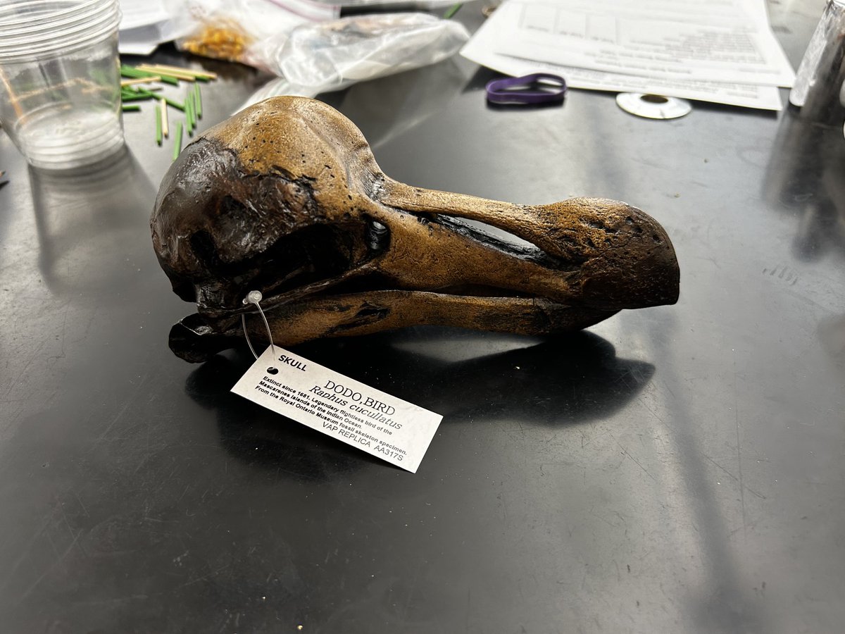 It was a great experience co-teaching with Mr. Treuren today!! Ss modeled birds hunting for food using simulated beaks. We used a replica of a dodo skull to help Ss understand the relationship between beaks and the food sources.