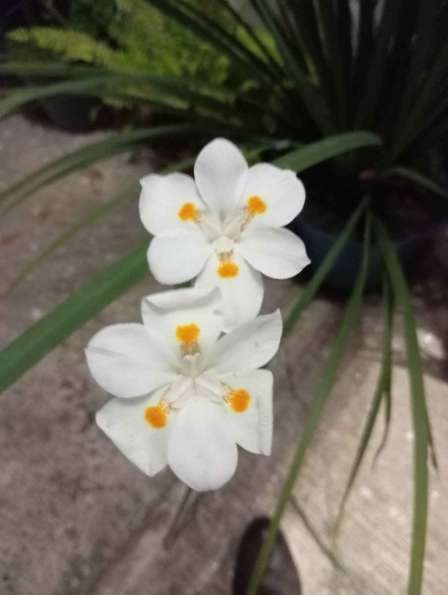 Frenchop's tweet photo. Hay días felices y los días en que tus plantas florecen https://t.co/COa5cduuDU
