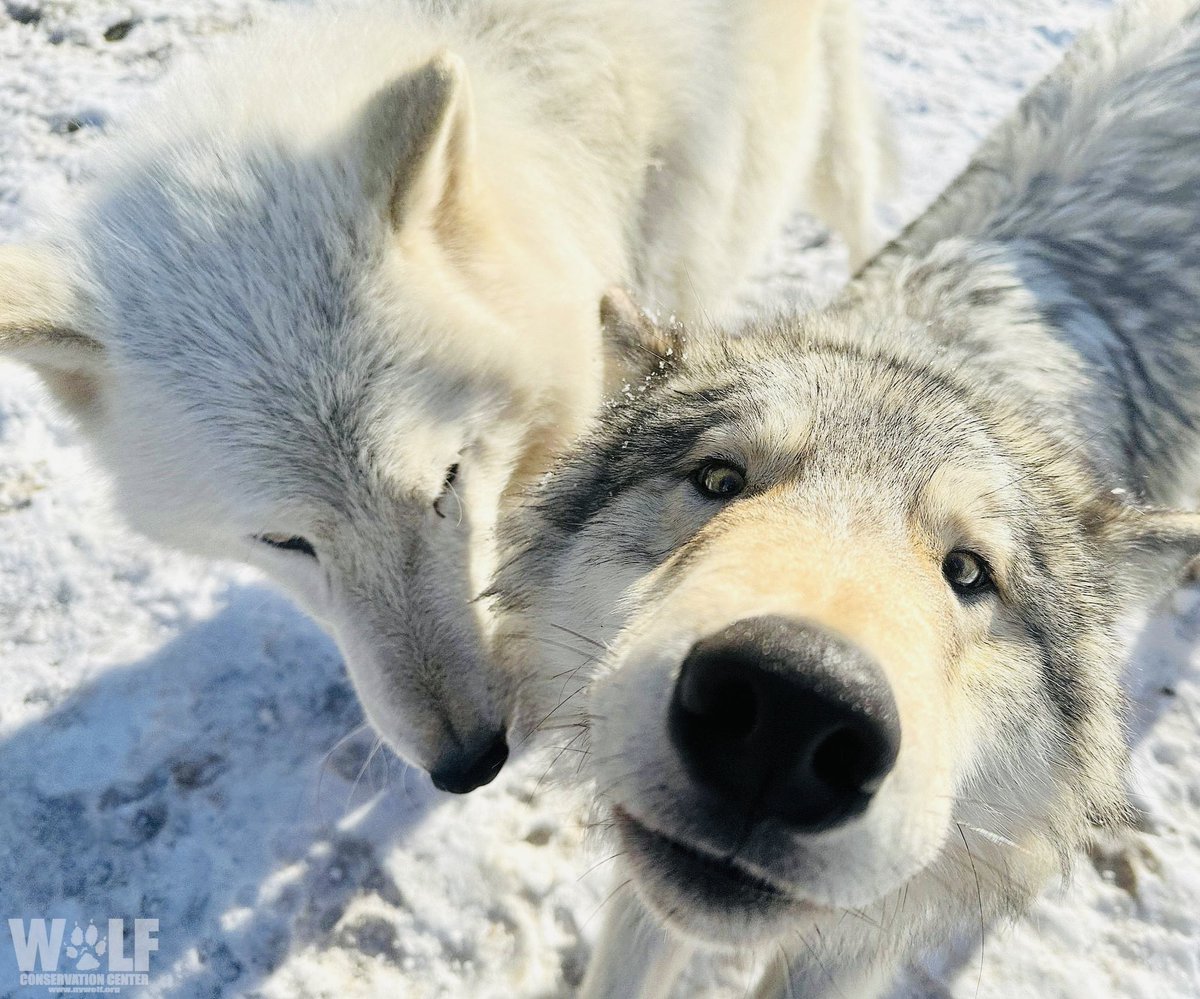 Movies_Wolves76's tweet image. #RelistWolves #RelistWolvesNow #CoExist #EndTheSlaughter RelistWolves.org 🐺🐺