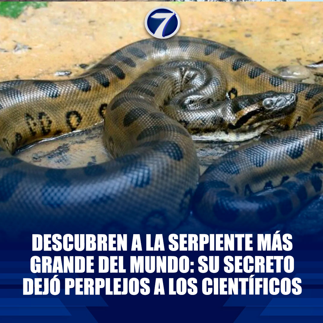 La serpiente más grande del mundo ha sido encontrada en #Brasil. ➡️  https://t.co/2Cj7eWvR6f, image size:1080x1080