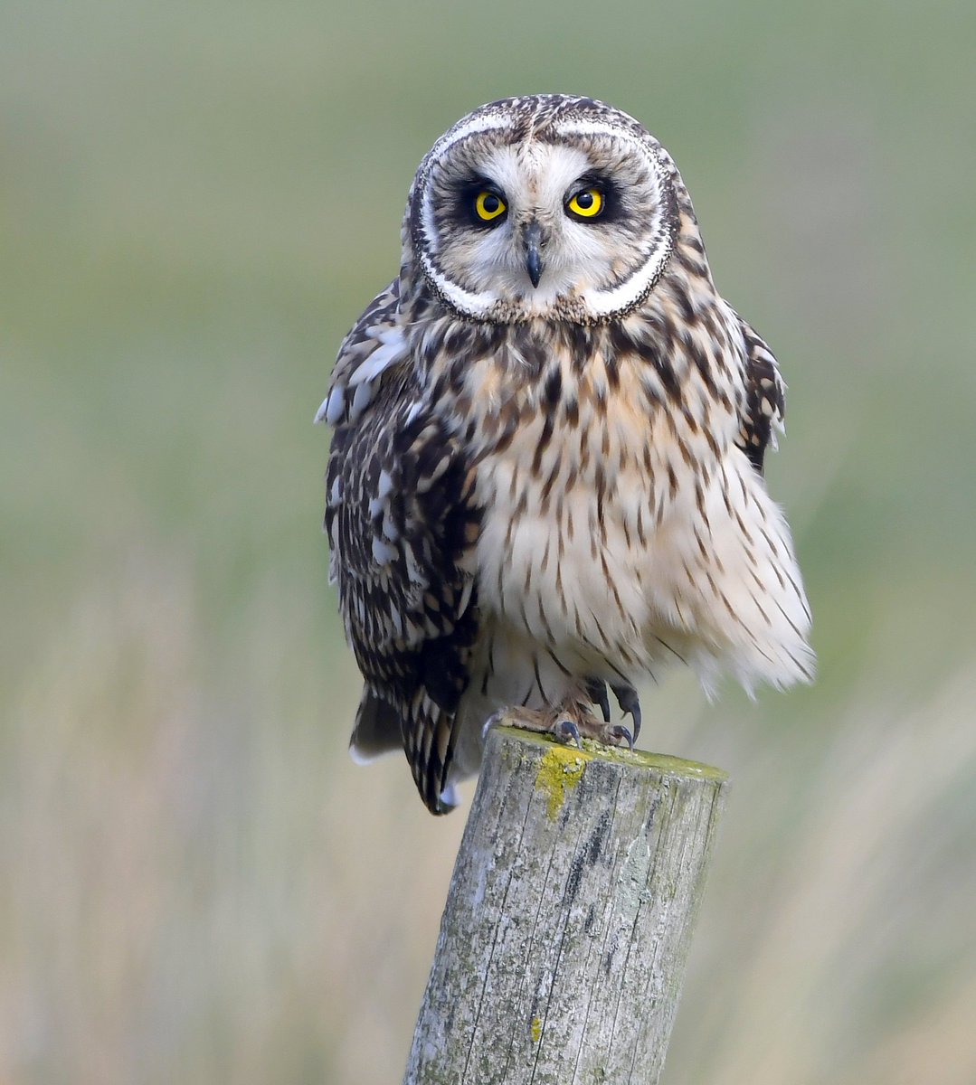 As it's Friday, I'm asking all my followers to please retweet this tweet if you see it, to help my little bird account beat the algorithm & be seen!🙏 To make it worth sharing, here's a windswept Short Eared Owl on a post! 🦉😍 Thank you so much! ♥️ #FridayRetweetPlease