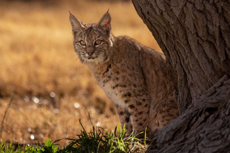 USFWS's tweet photo. Bobcats are found in most states &amp; are generally reclusive, preferring to stay in a familiar territory &amp; away from human activity. If you see a bobcat (or any wildlife) in the wild, please give them plenty of space &amp; always stay on the trail. #Thread 

📷courtesy of David Syzdek https://t.co/puL7FGIGJa