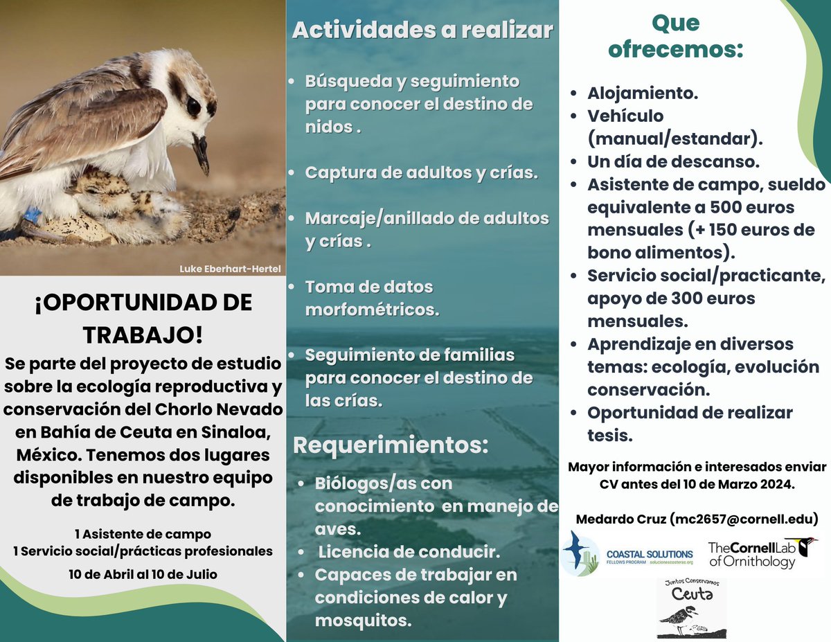 Medardo Cruz (@medardonivosus) on Twitter photo Estamos buscando un asistente de campo y un servicio social/prácticas profesionales, para trabajar con el Chorlito Nevado en México (abril a Julio).
Para mayor información abrir la imagen.
<a href="/chorlnev/">Clemens Kuepper</a>
<a href="/luke_eberhart/">Luke Eberhart-Hertel</a>
<a href="/Coast_Sol_Prog/">Coastal Solutions Fellowship Program</a> Estamos buscando un asistente de campo y un servicio social/prácticas profesionales, para trabajar con el Chorlito Nevado en México (abril a Julio).
Para mayor información abrir la imagen.
<a href="/chorlnev/">Clemens Kuepper</a>
<a href="/luke_eberhart/">Luke Eberhart-Hertel</a>
<a href="/Coast_Sol_Prog/">Coastal Solutions Fellowship Program</a>