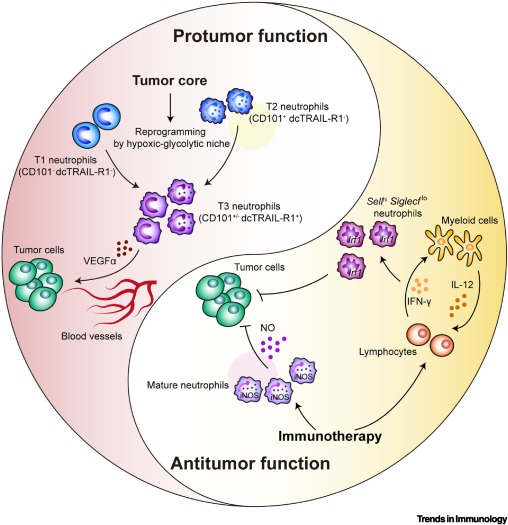 Trends in Immunology tweet media