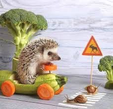 Peter Vogiatzis tweet media