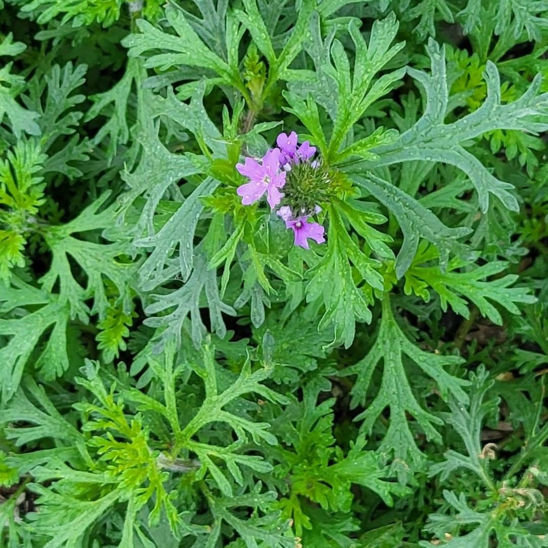 Spring is starting to bloom along the #MadlaGreenway! 🌼 Resident ecologist, @ecodude19, spotted the first sights of the season including Agarita (Berberis trifoliolata), Dakota Mock Vervain (Glandularia bipinnatifida), and Broadpod Whitlowgrass (Tomostima platycarpa). 🌱