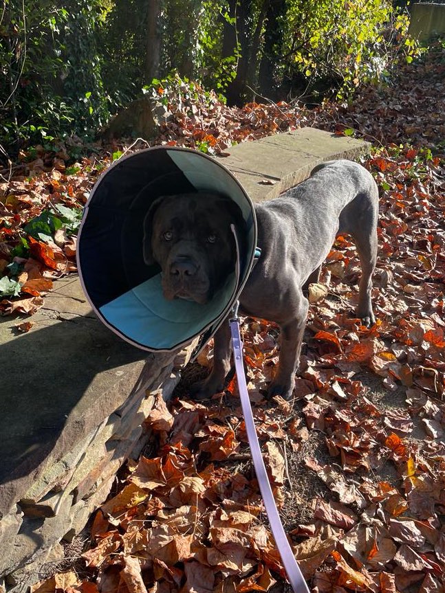 15outof10's tweet photo. Hercules has been doing so much better since his bilateral hip surgery! He's regained his mobility, and with time and patience, has learned to love and trust people again. It's been a rollercoaster for this pup, and we're so proud of him ❤️‍🩹 https://t.co/R9QoAQSVyJ