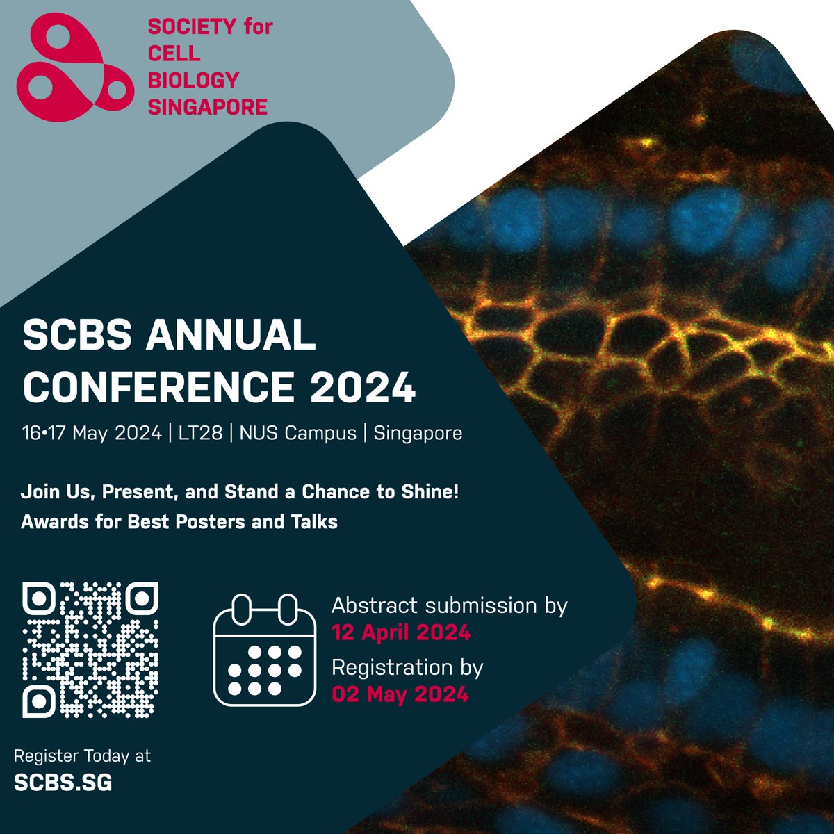 📢 The @SCBSsg Annual Conference 2024 is set for 16-17 May at LT28, NUS Campus, Singapore. Join us to explore the latest in #CellBiology, present your research, and compete for awards! 🌟 🔬 Register now: scbs.sg/scbs24 📅 Abstracts due: 12 April #SCBS24