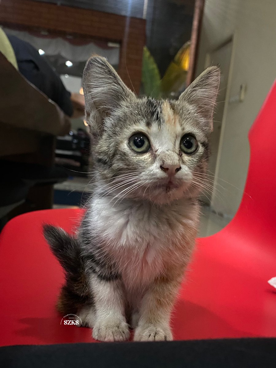 foodwillrescue's tweet photo. urgent‼️ open adopt

apakah ada yang mau open adopt kucing di daerah jakarta selatan? https://t.co/nX2UWpYvFS
