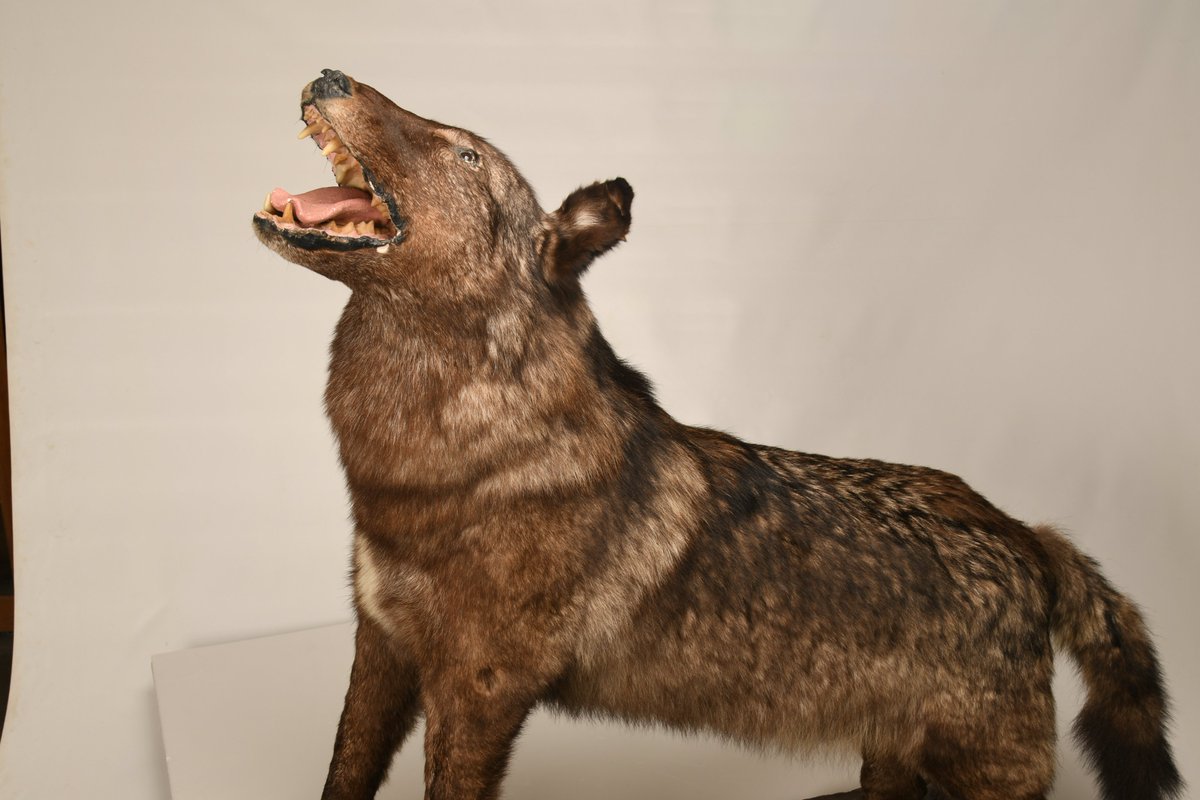 ハイイロオオカミ