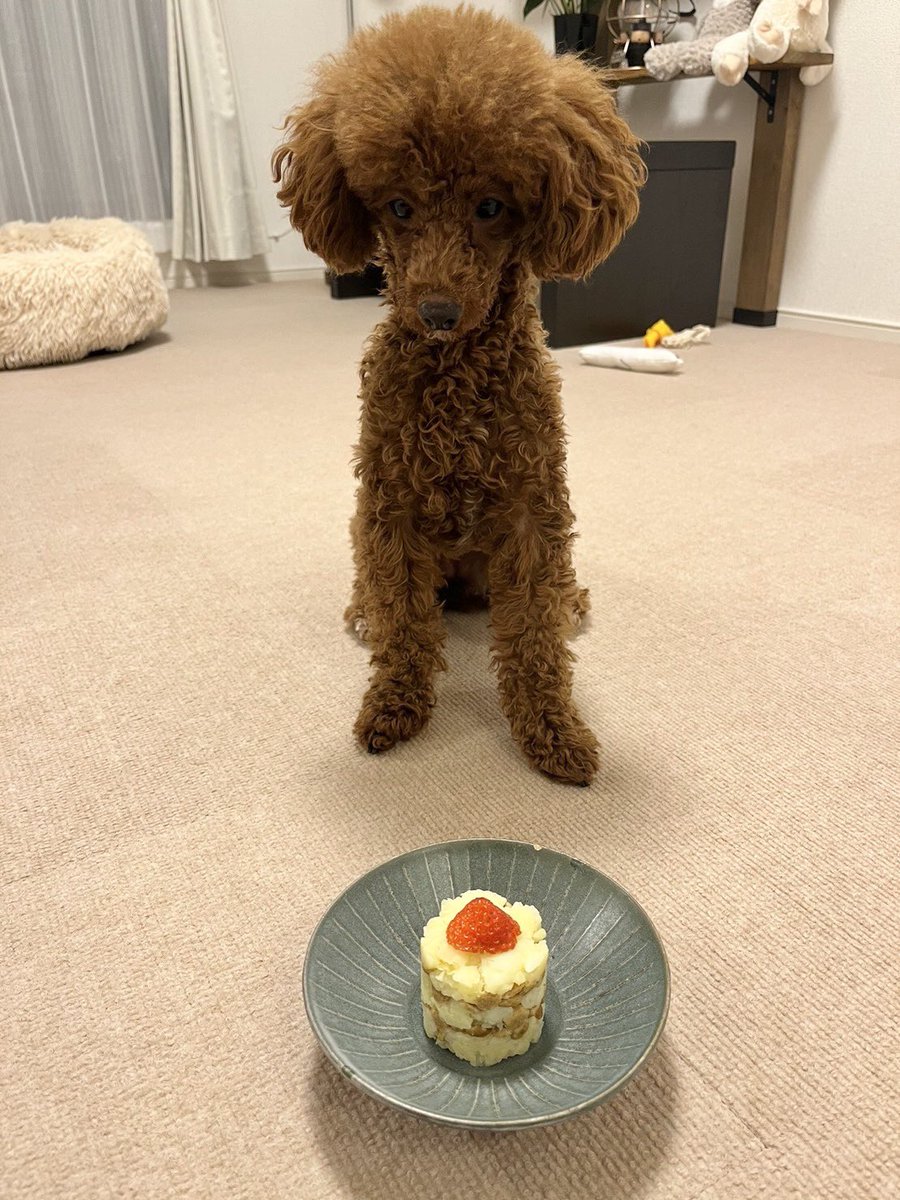 shionrina's tweet photo. わんこのケーキを作りました🍰 https://t.co/uoayahkLmN