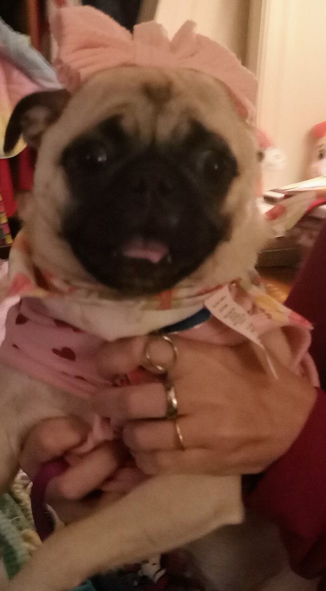 #tongueouttuesday #puglife #puglove #puglover #pugs #dogsoftwitter #dogsofx