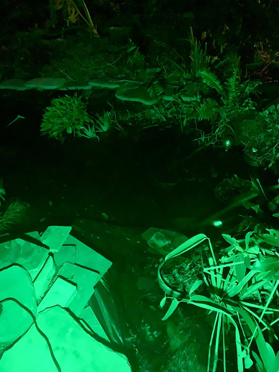 thegardennymph's tweet photo. Went with green for now …lights are on a remote so I can change the colors …
It’s a Florida thing I think 🤔 
Makes the pond look swampy tho …
#night #green #GardeningX #mygarden #trees https://t.co/64nmPvtmUF
