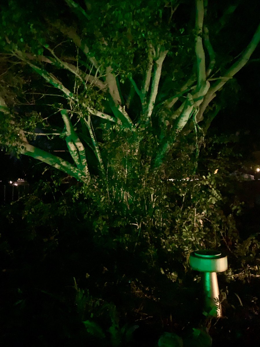 thegardennymph's tweet photo. Went with green for now …lights are on a remote so I can change the colors …
It’s a Florida thing I think 🤔 
Makes the pond look swampy tho …
#night #green #GardeningX #mygarden #trees https://t.co/64nmPvtmUF