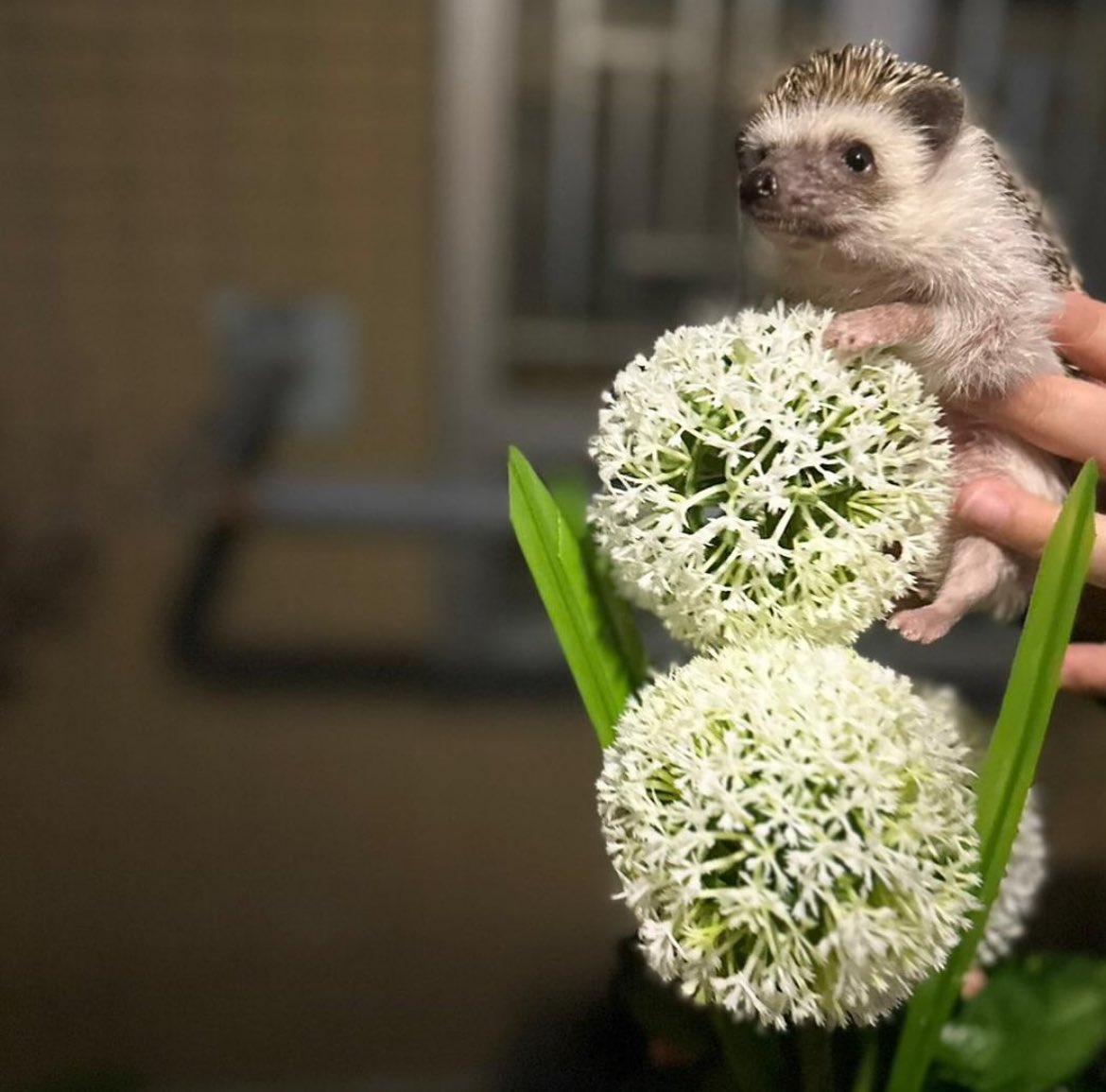 daily__hedgehog's tweet photo. Tuesday 20th February, 2024 https://t.co/jORHbvzLjZ