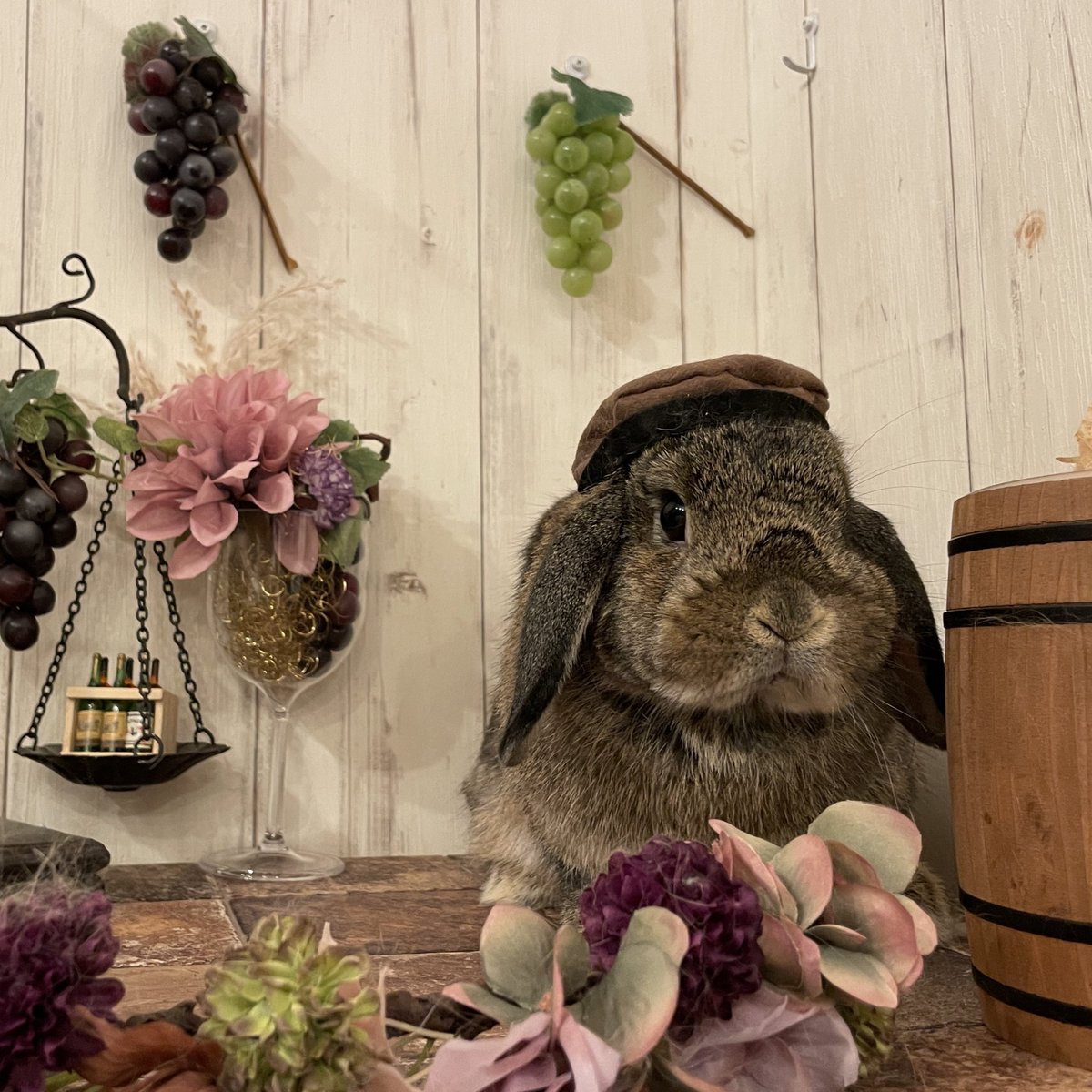 okogedanbo's tweet image. おこげ🐰🤎♀チェスナット
2021.12.06生まれ
だんぼ🐰💙♀ブルー
2021.1 01.29生まれ
ちょっと短気なだんぼ氏とクセ強なおこげ氏
仲良くしてください〜〜!!
名前的に♂かと思いますが飼い主🧒🏻♀
#うさぎ好きさんと繋がりたい
#ホーランドロップ #うさぎ